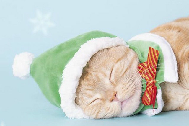 奇谭俱乐部【可爱猫咪头套 圣诞节猫~白色圣诞~】扭蛋
