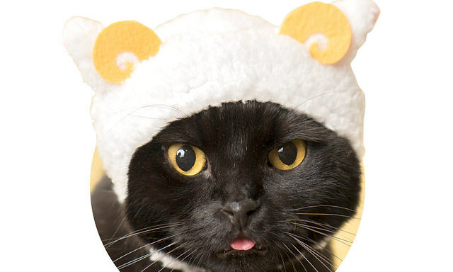 奇谭俱乐部 可爱猫咪头套扭蛋 第四弹「羊羊猫头巾」