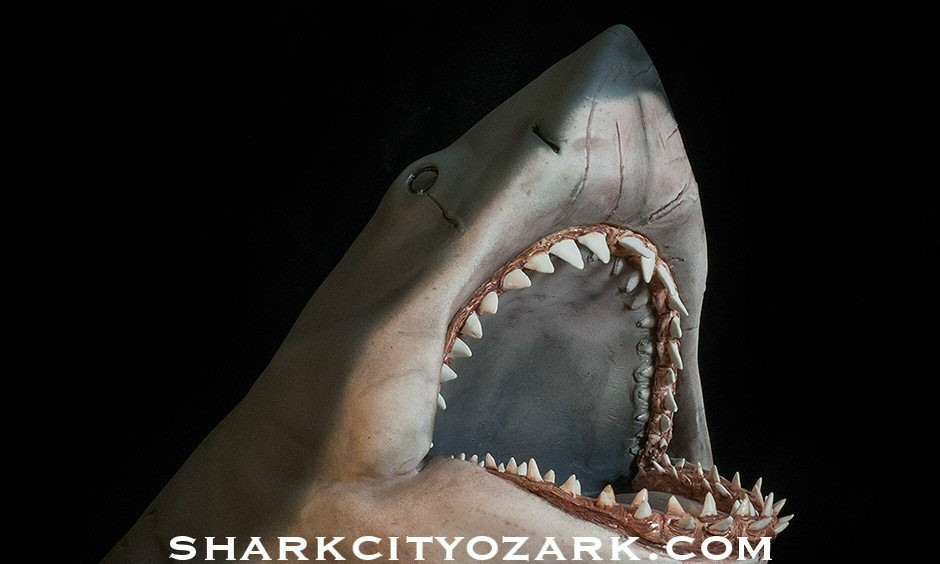 Shark City Ozark【大白鲨】1/6 比例 超巨大大白鲨半身雕像