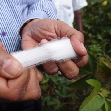 顶级棉面苏文棉花或海岛棉花区别是什么面料质量好贵吗?